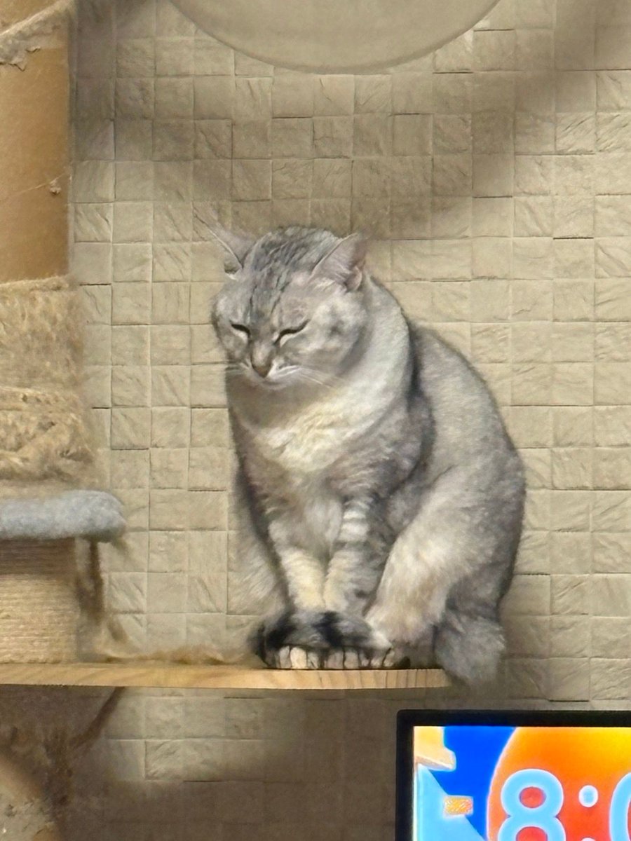 夫から送られてきた梟猫 #猫 #cat #雪風雷