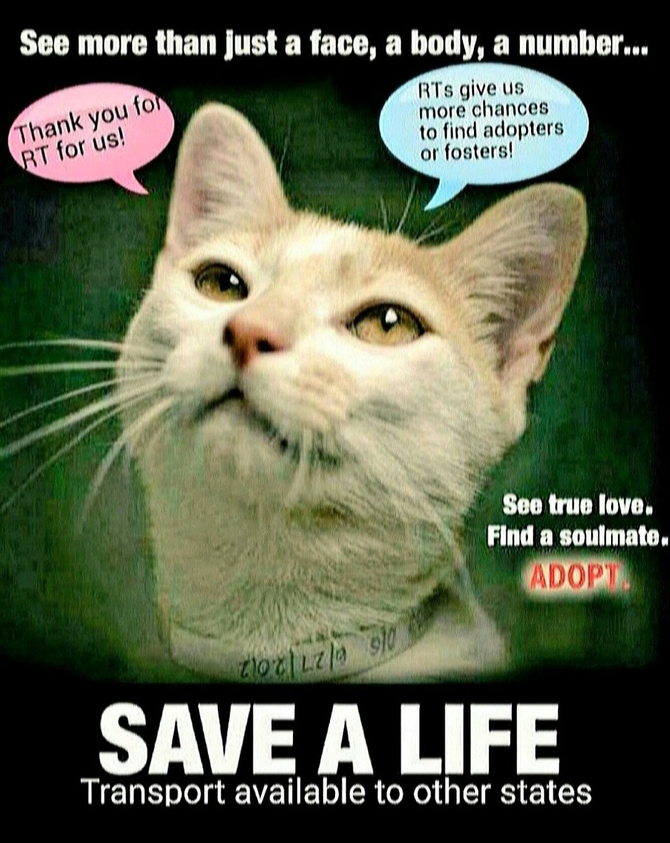 🆘️🆘️🆘️🆘️🆘️🆘️🆘️#NYC #cats #dogs EUTH AT RISK BECAUSE ABANDONED AND HOMELESS 🆘️🆘️🆘️🆘️🆘️🆘️🆘️📢🇺🇲🗽⏳🚨💔😿🐶