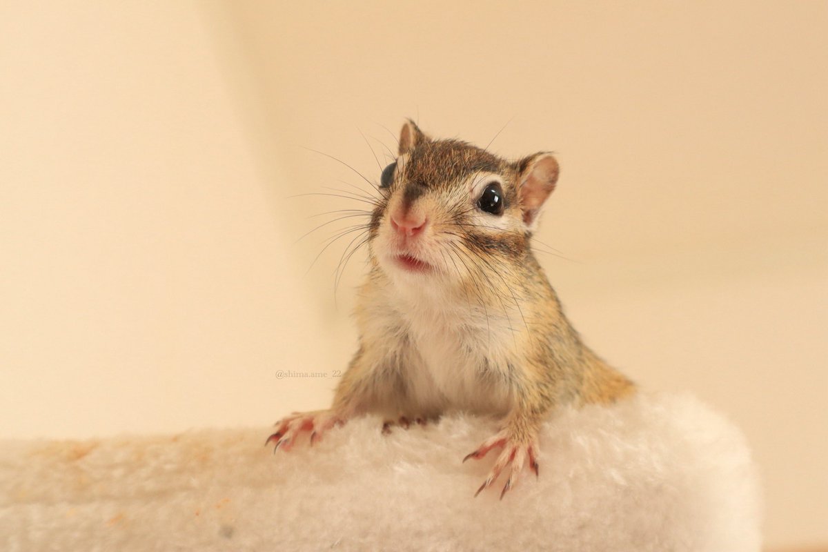 シマリスのしまとあめ (@shimaame_22) / Posts / X