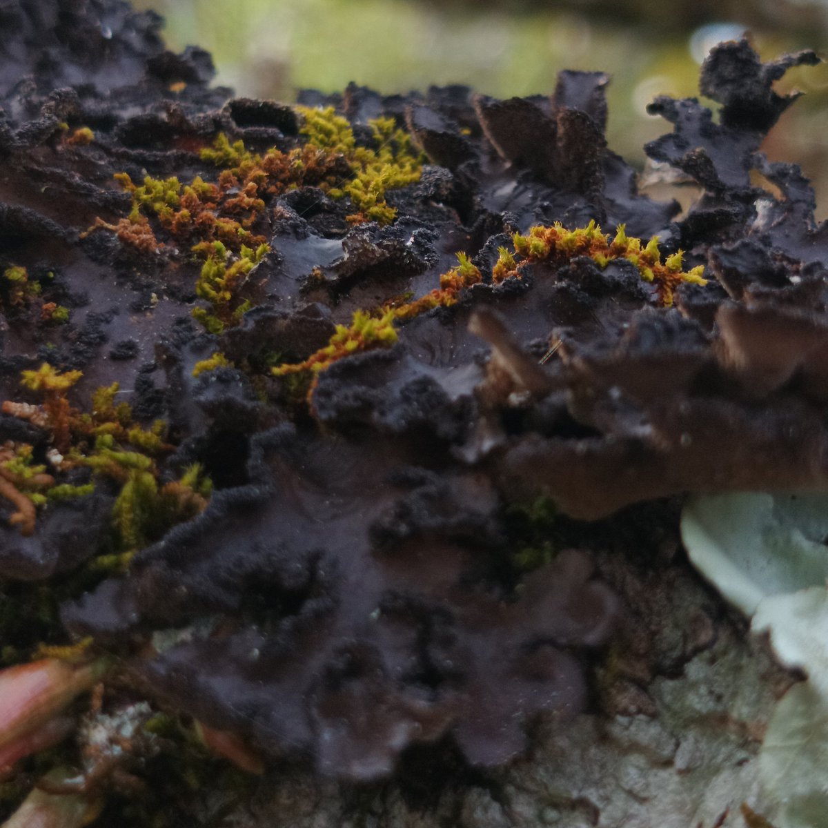 LocaxV2's tweet photo. #NaturePhotography #MacroNature #ForestMagic #NatureLovers #MossAndLichen #EarthBeauty
#WildPlanete #NaturePerfection #IntoTheWild #NatureBrilliance https://t.co/rIlEMjXppp