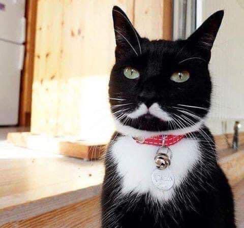 SoySimpsonito's tweet photo. ¿Michi? ¿Quién es Michi? Mi nombre es Cosme Felinito. https://t.co/XKAnMDQSth