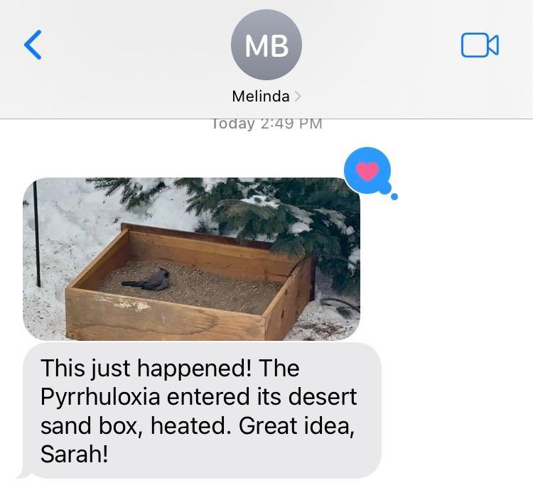 guttenbirder22's tweet image. You must see this. A Pyrrhuloxia showed up at a bird feeder in Bismarck, ND this week. A southwestern desert bird in the coldest part of the lower 48. 

The folks built it a heated sandbox to help it survive. And it’s just sittin’ in there. His own little personal desert.

🥹