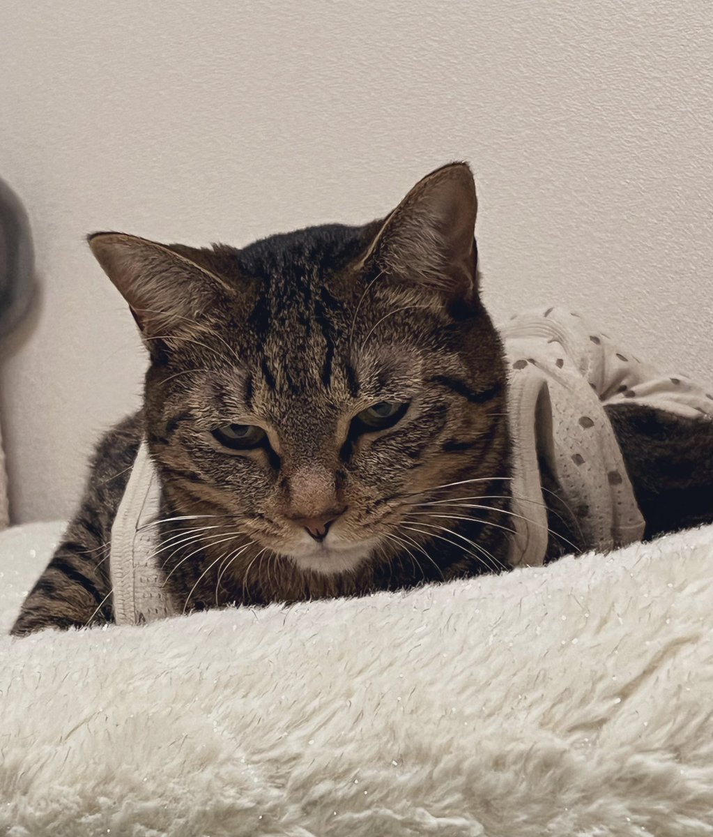 白猫好き おはようございます🌦️ 昨夜は疲れていたのか ママ爆睡😪💤 起きたら