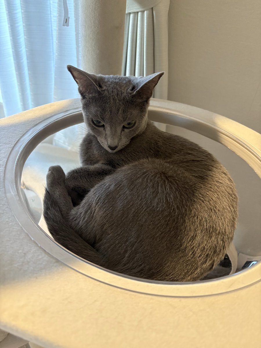 ロシアンブルーのシアン🐈‍⬛ (@kana_cosme123) / Posts / X