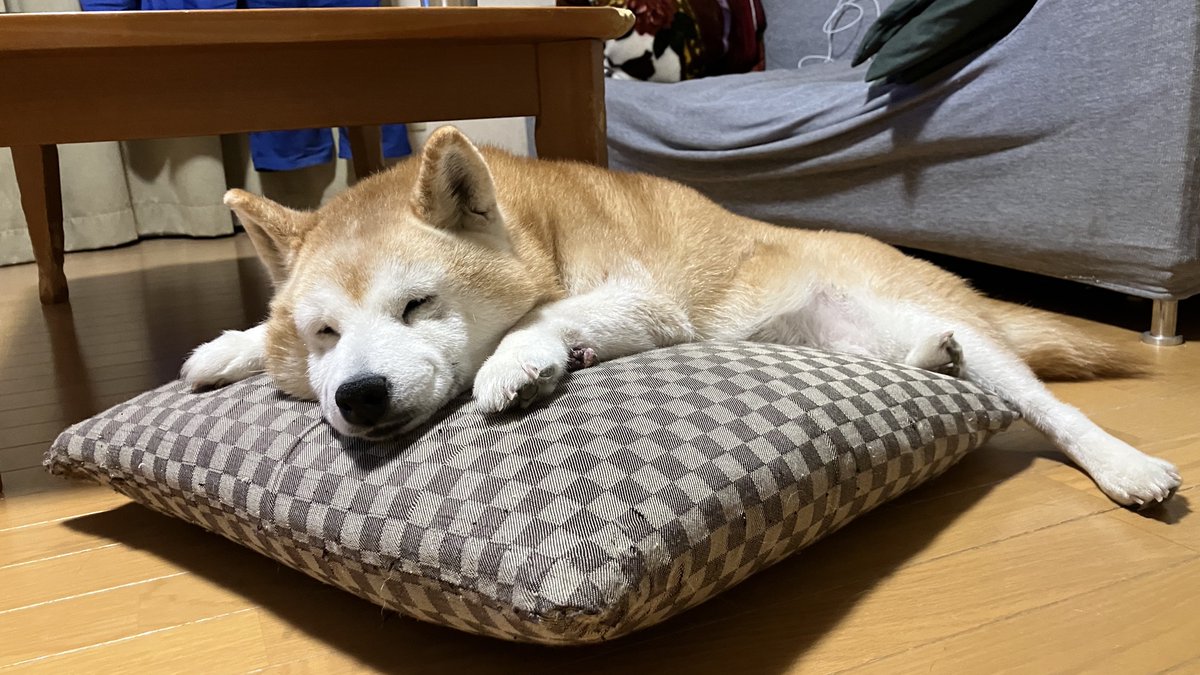 mofushibarope's tweet photo. 久々のロペさんかわいかろ？
#柴犬を崇めよ https://t.co/49IxYU6sRZ