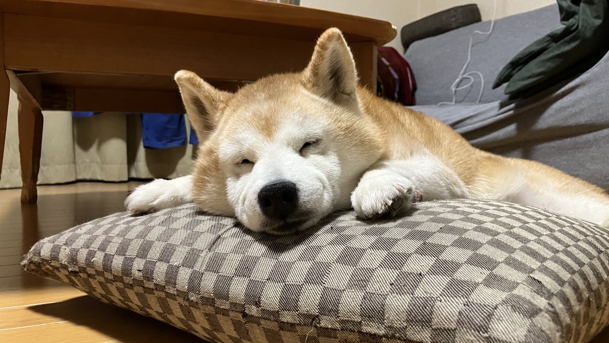 柴犬ロペさん (@mofushibarope) / Posts / X