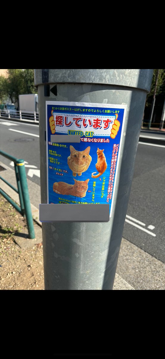 ちゃろページ えーーー！！！この猫くん、私も探そうと思ってたから見つかって