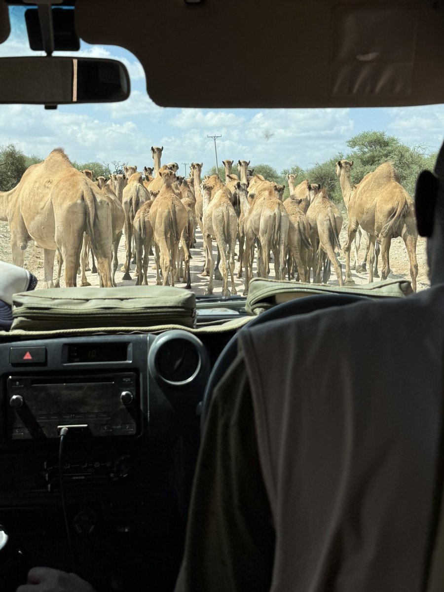 favyle's tweet image. Teslaが大好きだけど、、、
アフリカでこの車には、ガッツリお世話になった❗️ぬかるみや凸凹道、そしてパワーと、色々と素晴らしい車🚗
Safariでは、周りをみても、TOYOTAか日産(^^)
日本の素晴らしさを改めて感じたのでした❣️Thanks☆
#テスラが好き
#Safari 
#TOYOTA 
#Toyotalandcruiser