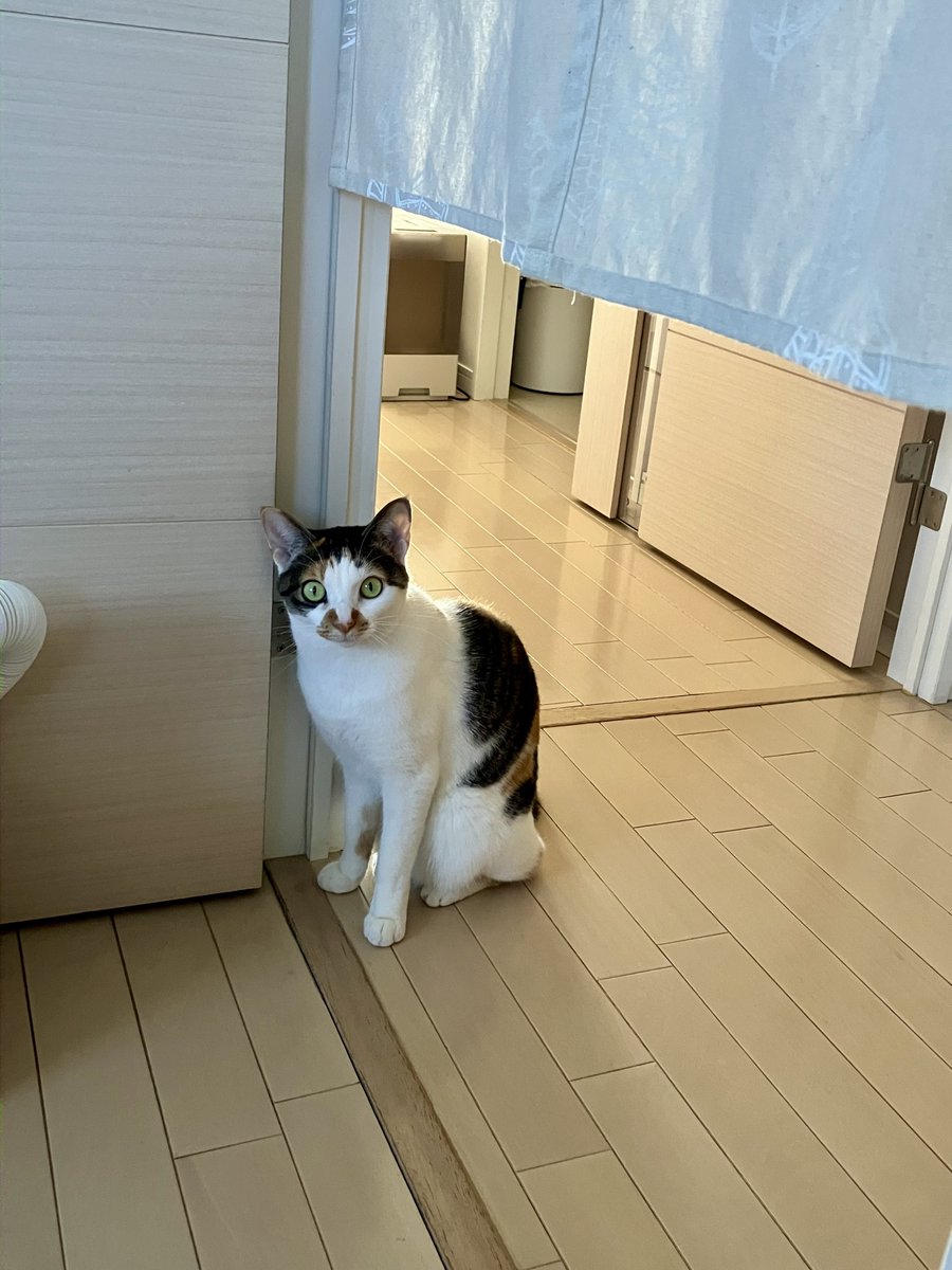 おはにゃ。もう朝の分のカリカリないのン? #さやま猫ファミリー