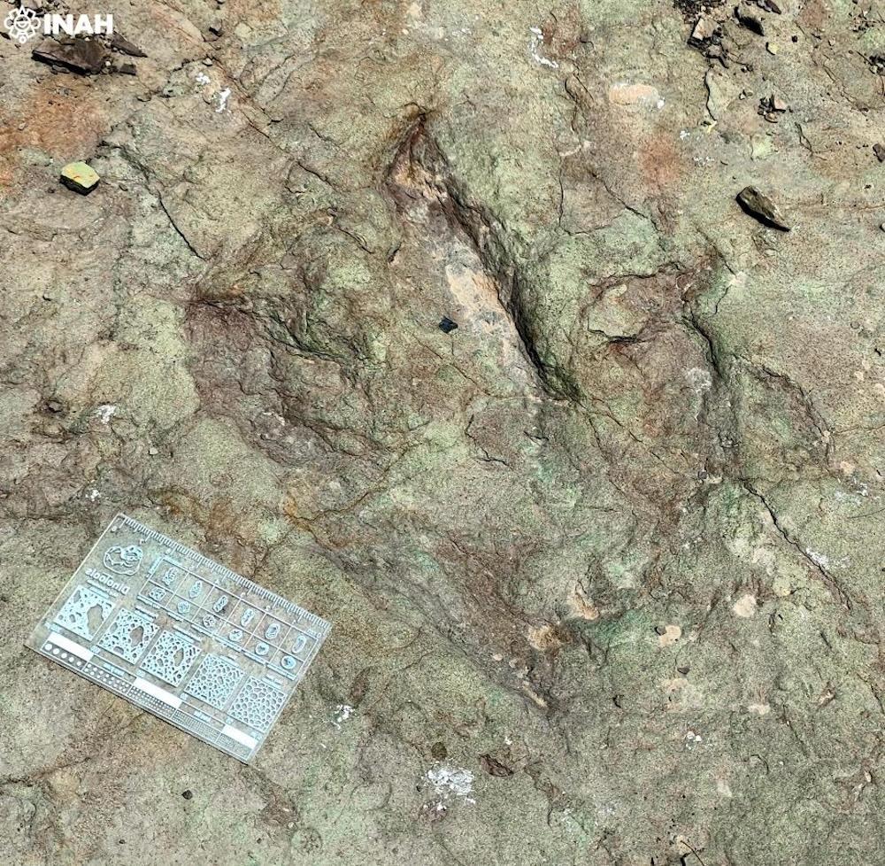 INAHmx's tweet image. #BoletínINAH 🗞️ Confirman presencia de huellas de diversos dinosaurios dentro de la Reserva de la Biosfera Tehuacán-Cuicatlán

• A raíz de denuncias de pobladores, se realizaron inspecciones en los municipios poblanos de Atexcal y Tehuacán

Entra a: inah.gob.mx/boletines/conf…