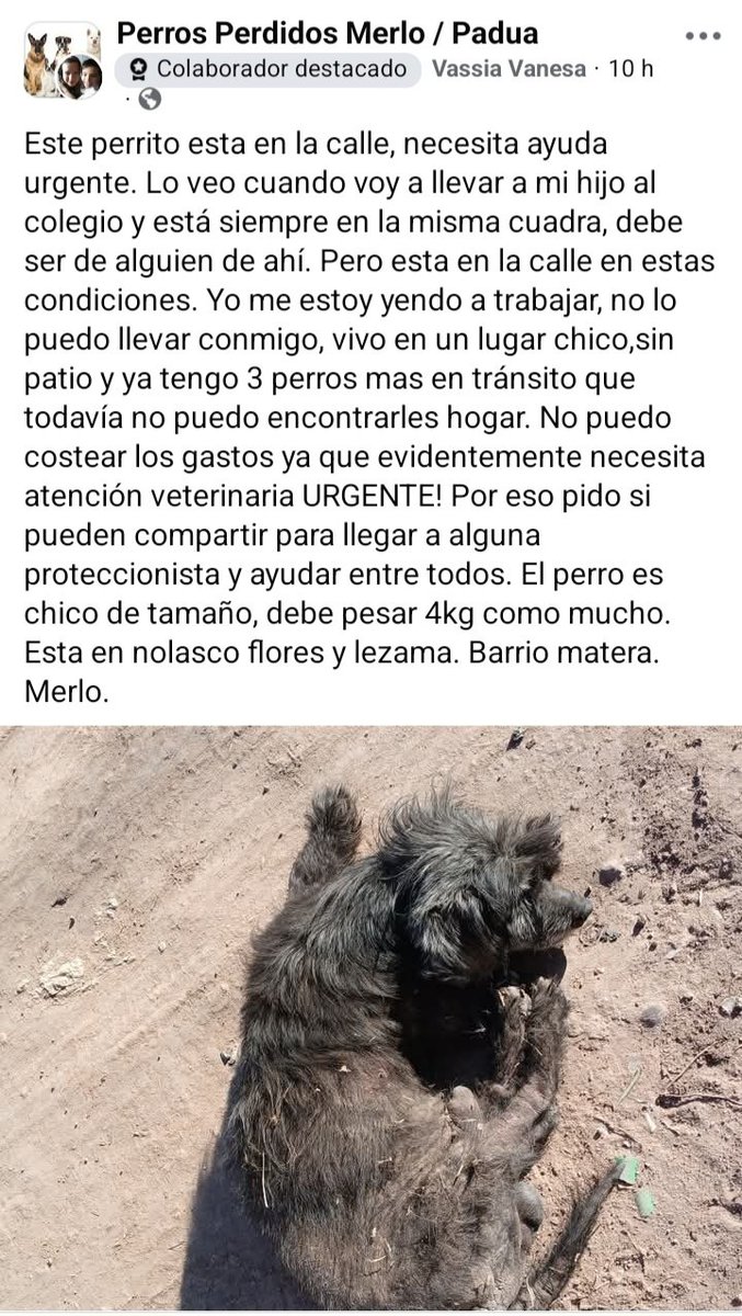 Perros de Merlo (@perrosdemerlo) on Twitter photo 