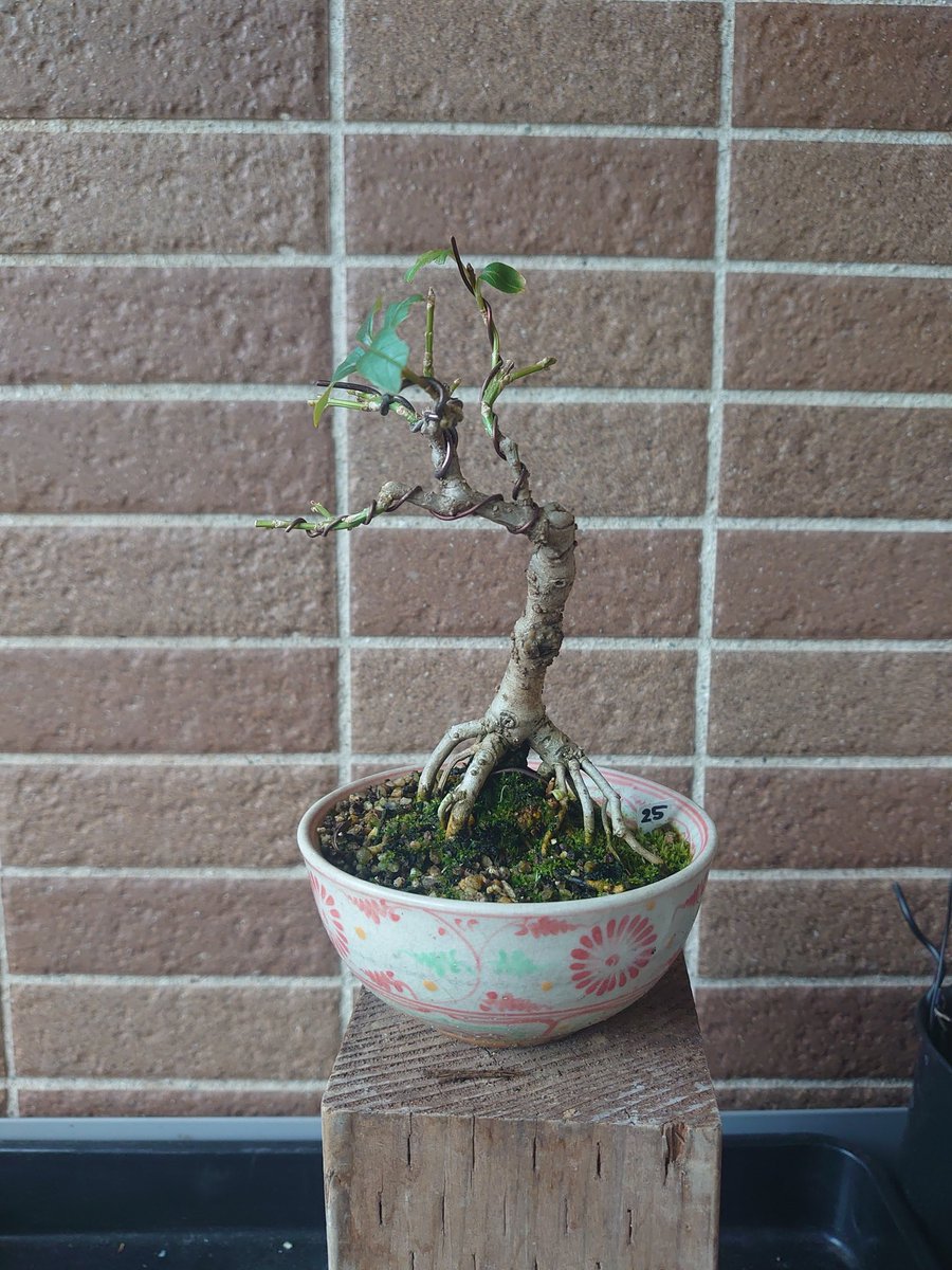 BonitoBonsai大好き！ (@P205GTI1904) / Posts / X