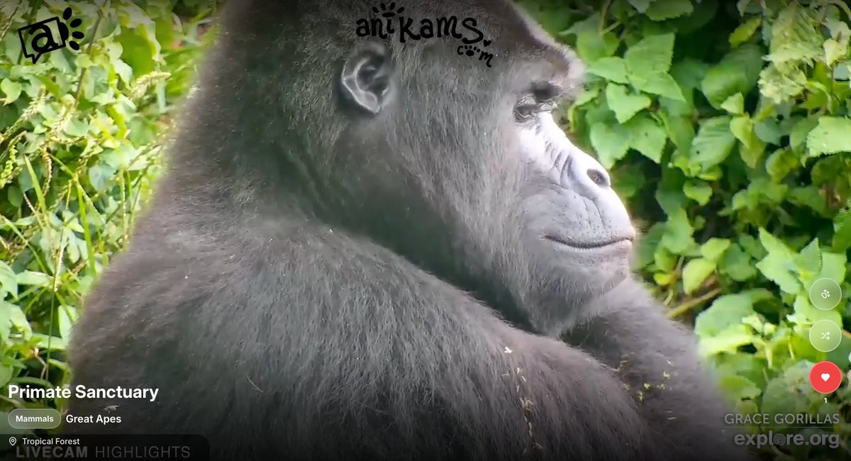 a kid on Recess just launched a site that livestreams animals from around the world

In his words: 
"I love watching animals in their day-to-day activities playing, eating and sleeping.  I designed the app for myself and thought others might enjoy it too" anikams.com