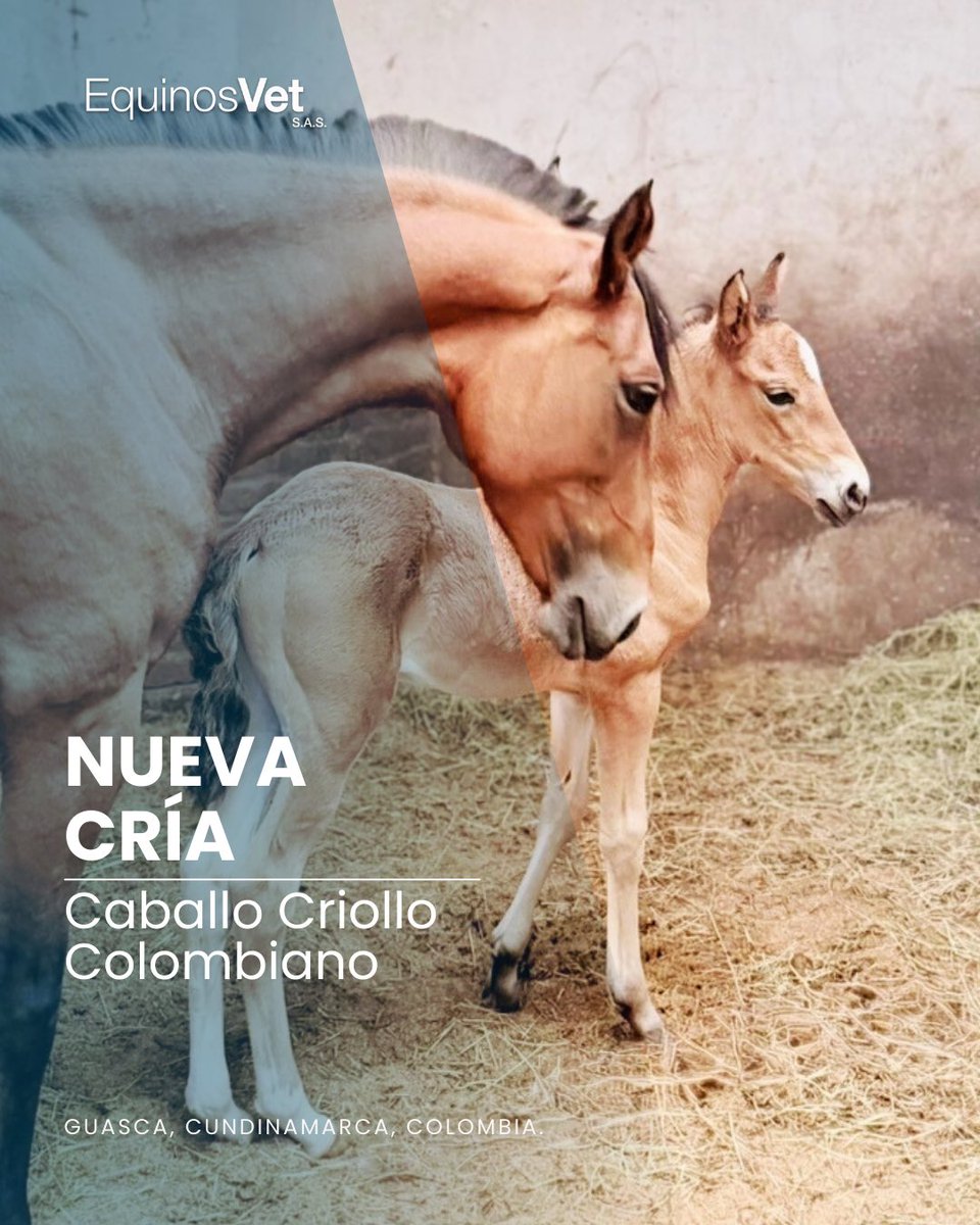🐴 ¡Cada nacimiento nos llena de orgullo!

♥️ Esta hermosa cría de Caballo Criollo Colombiano es el resultado de inseminación artificial con semen fresco refrigerado.

🙏 ¡Gracias a los propietarios por confiar en nuestro trabajo!

📍Guasca, Cundinamarca, Colombia