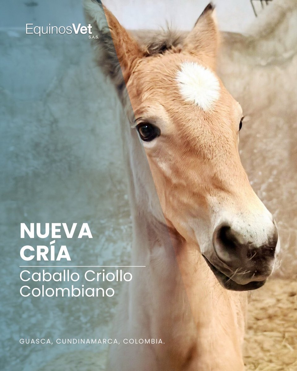 EquinosVetSAS's tweet photo. 🐴 ¡Cada nacimiento nos llena de orgullo!

♥️ Esta hermosa cría de Caballo Criollo Colombiano es el resultado de inseminación artificial con semen fresco refrigerado.

🙏 ¡Gracias a los propietarios por confiar en nuestro trabajo!

📍Guasca, Cundinamarca, Colombia https://t.co/JmY5YDfLwX