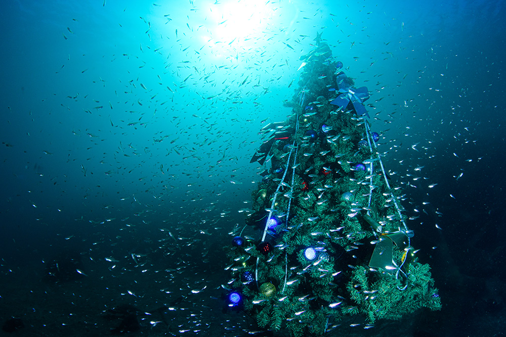 今年のクリスマスツリーが設置されました。 平日13：00～15：00と土日