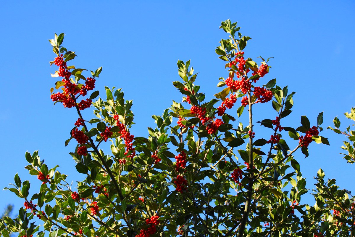 Acebo a unos 1400 mts, pocos años esta tan "decorado".