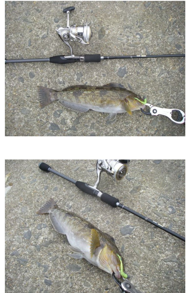 maruharusaru25's tweet photo. 懐かしい写真🎣🐟️

2009年6月に購入したブリーデン83ディープ
ロックフィッシュ用として購入して
沢山入魂したロッド

🥳16年経った今も使ってる

昔のだから少し重いけど…全然使えるし
飽きないロッド♪

🎣引退したら息子に使って貰いたい🤡

#ブリーデン https://t.co/xG0dNnNP8g