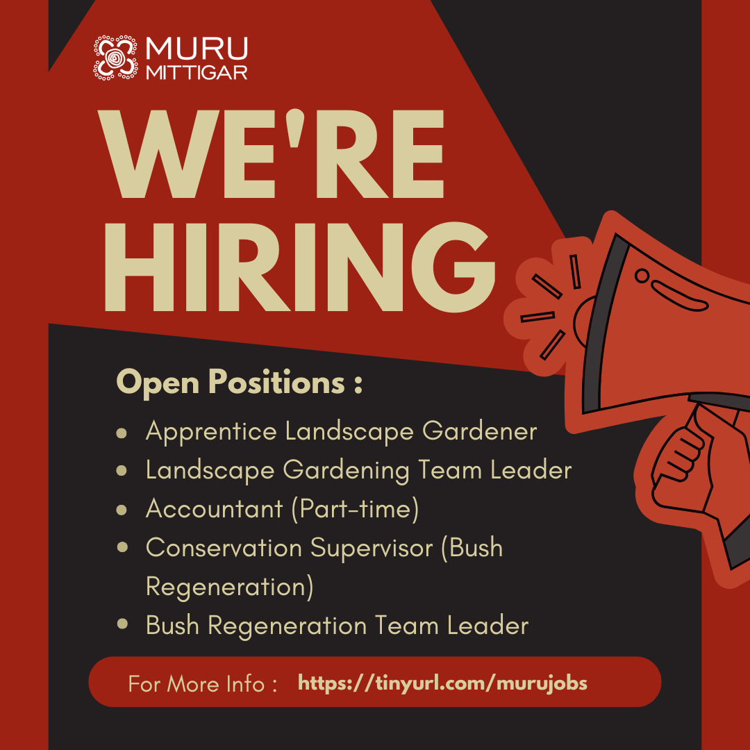 MuruMittigar's tweet image. 🌱 We’re hiring!

Muru Mittigar is all about purpose-driven work that connects people, culture, and Country.👉 You can apply check out other roles we’ve got going here: ap1.hubs.ly/y0rbXZ0

#JobsWithPurpose #Apprenticeship #LandscapeGardener #Ngurra #HiringNow