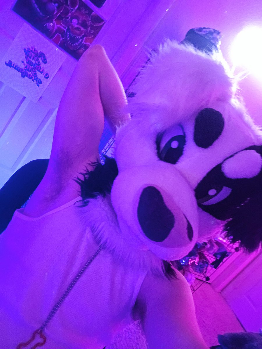 NiallPyroAD's tweet image. Should I post pawbs for 100 followers? 👀