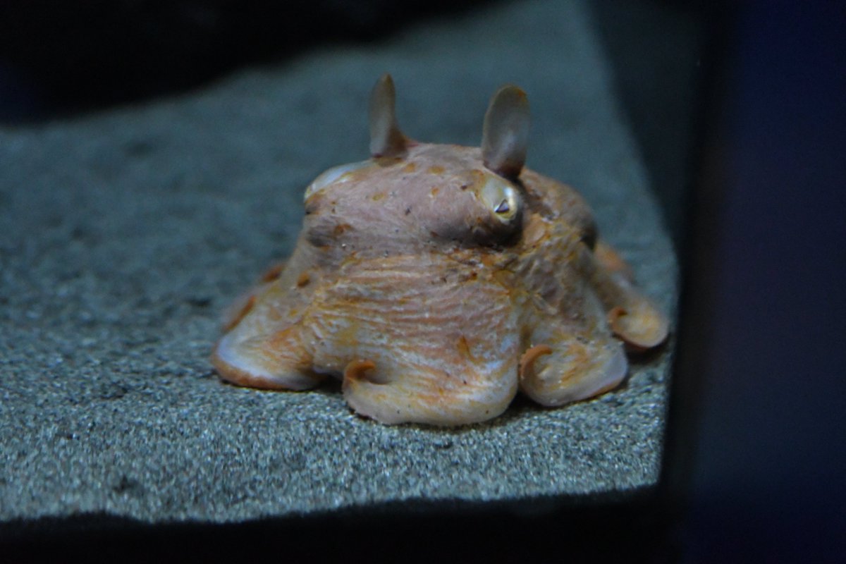 あごちゃん (@agochan1031) / Posts / X