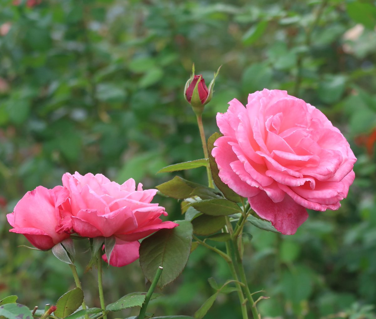 おはようございます♪

いつも♡&amp;RT&amp;フォロー
ありがとうございます🍄

晴れたり曇ったりの金曜日🌤

お休みの方  ごゆっくり☕️🍰
お仕事の方  頑張って👍💦💦

素敵な一日になります様に🌺

気を付けて
行ってらっしゃい(*´▽｀)