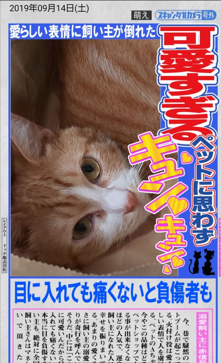 おはようニャン✌️😸