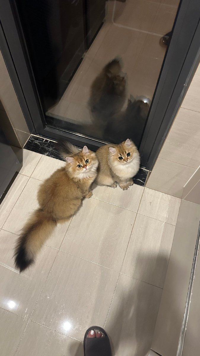 hanasunflower's tweet photo. 「三个月前接的小奶猫，现在已经能跳上冰箱偷罐头啦！从软乎乎的小肉球，长成会拆家的好奇鬼～宠物成长原来就是：看着它闯祸，却忍不住笑出声」 https://t.co/F7E2TCnqpp