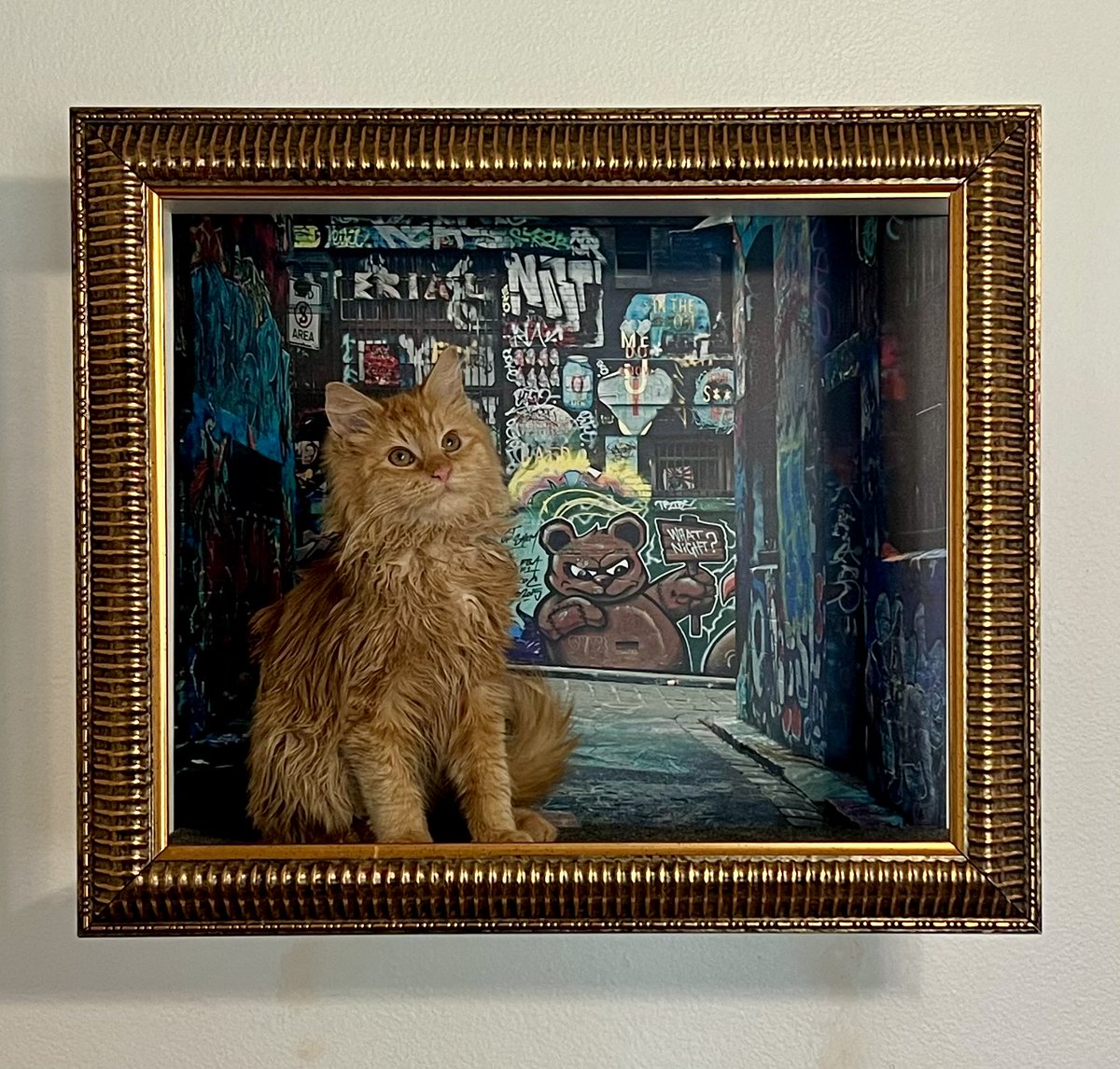 Frame Your Feline tweet media