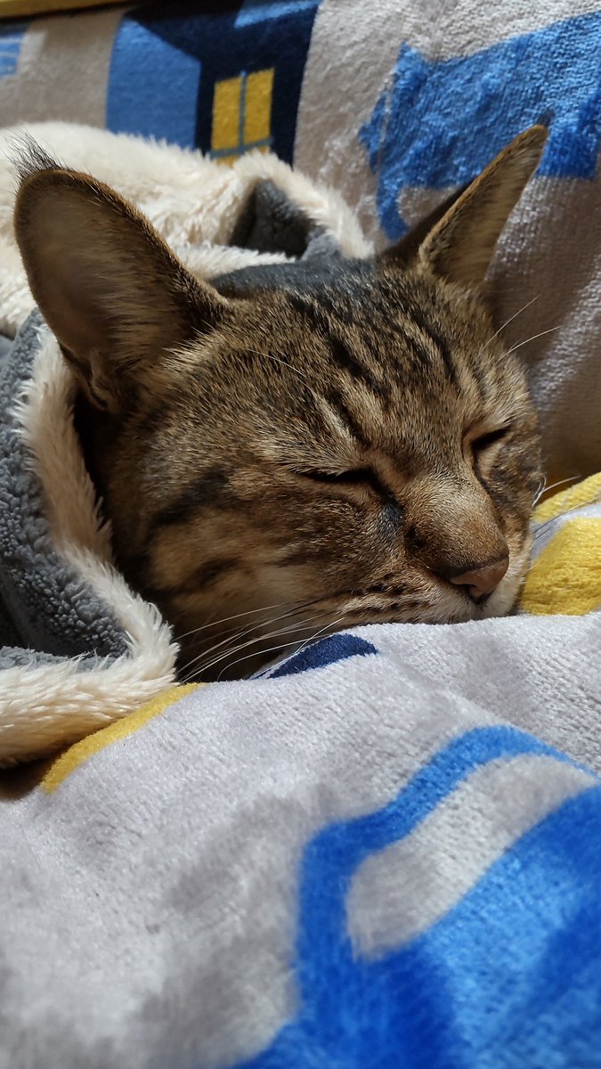 きじとら@nyan (@kigitorakun) / Posts / X