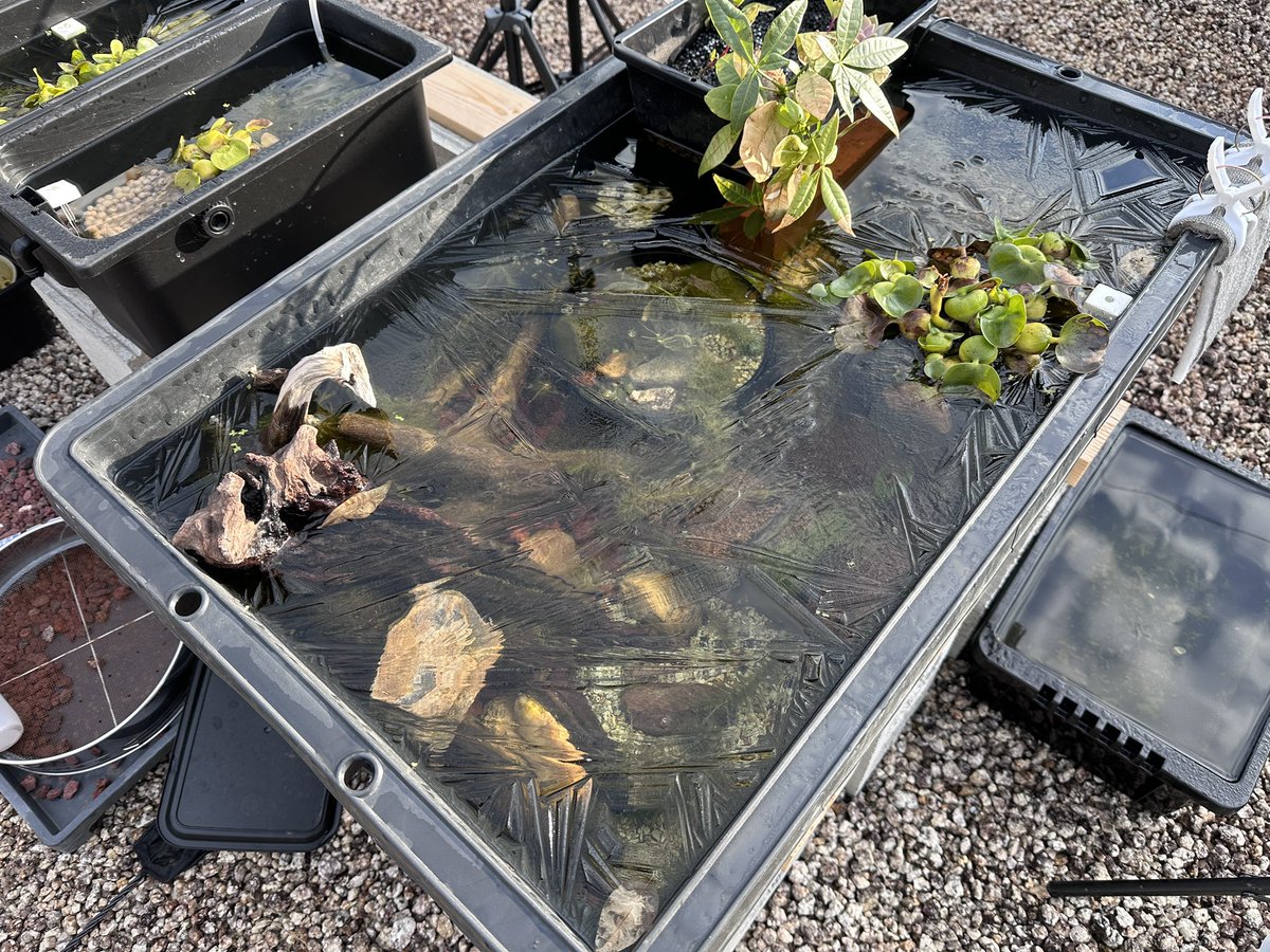 おはようございます🍍
本日の岡崎市は☀️けど、寒い🥶
庭のとろ舟で飼ってるメダカの水面が凍ってました😱
寒いけど風邪ひかないように、あったかくしていきましょう。

 #企業公式が毎朝地元の天気を言い合う