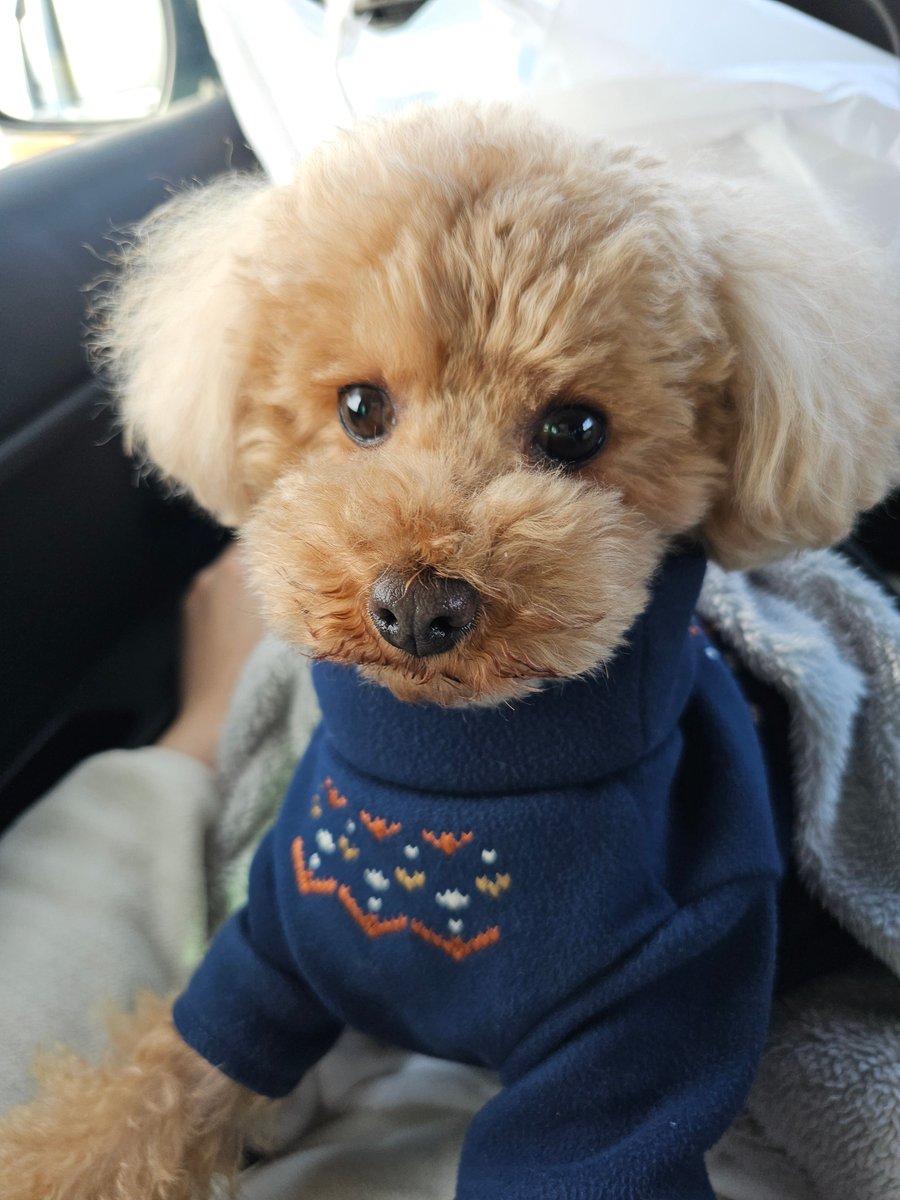 ❀再入荷❀★新品未使用品★リボーンドールイケトイプードルくん Post by ぽっぷ＆りり🐶トイプードル on X: 寒いねえ❄