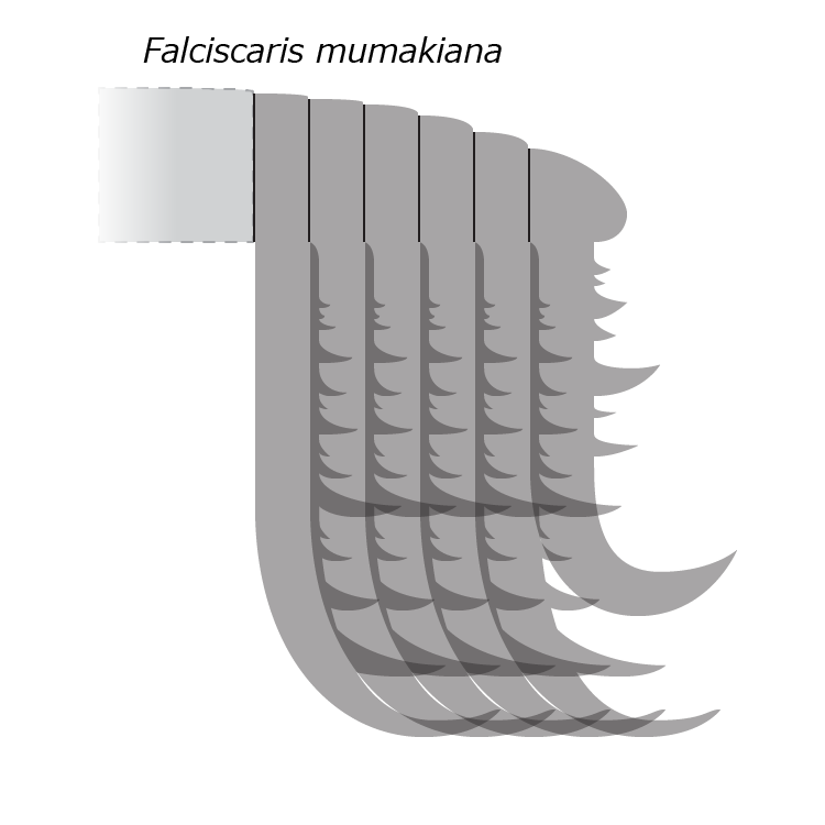 ni075's tweet photo. #みんなでつくるTwitter古生物図鑑
Falciscaris mumakiana
ファルシスカリス ムマキアナ
オルドビス紀前期
モロッコ Fezouata Formation
推定体長70~122.5cm
海
ラディオドンタ類 Radiodonta
フルディア科 Hurdiidae https://t.co/0coq6155NW