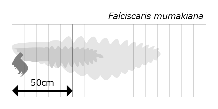 ni075's tweet photo. #みんなでつくるTwitter古生物図鑑
Falciscaris mumakiana
ファルシスカリス ムマキアナ
オルドビス紀前期
モロッコ Fezouata Formation
推定体長70~122.5cm
海
ラディオドンタ類 Radiodonta
フルディア科 Hurdiidae https://t.co/0coq6155NW
