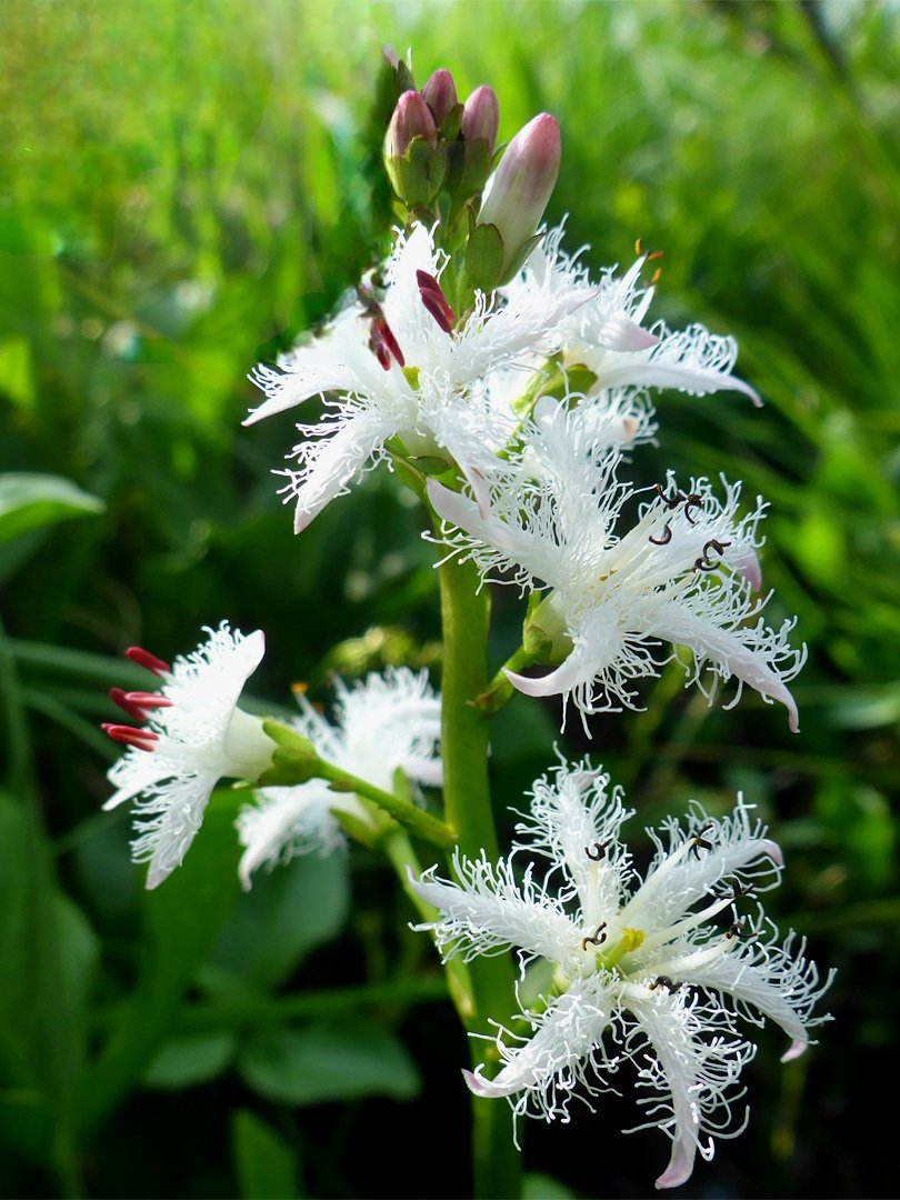 geologyBits's tweet photo. 🟥 🪴 Menyanthes trifoliata
(bogbean) is a perennial wetland plant with thick creeping rhizomes, It grows 20–40 cm tall in bogs, fens, and shallow water throughout northern Europe, Asia, and North America
❤️ 🔁 #Bogbean #Menyanthes
🎞 @MrsHellenLindaDrake
▶️ Leaves are trifoliolate on long stalks, with three obovate, glossy, dark-green leaflets that have smooth or faintly wavy edges.
In spring and early summer it produces a single upright leafless stalk topped by a dense spike of delicate white to pinkish flowers.
Each flower has five petals covered inside with a conspicuous fringe of long white hairs, giving a feathery appearance.
The fruit is a rounded capsule with numerous shiny brown seeds.