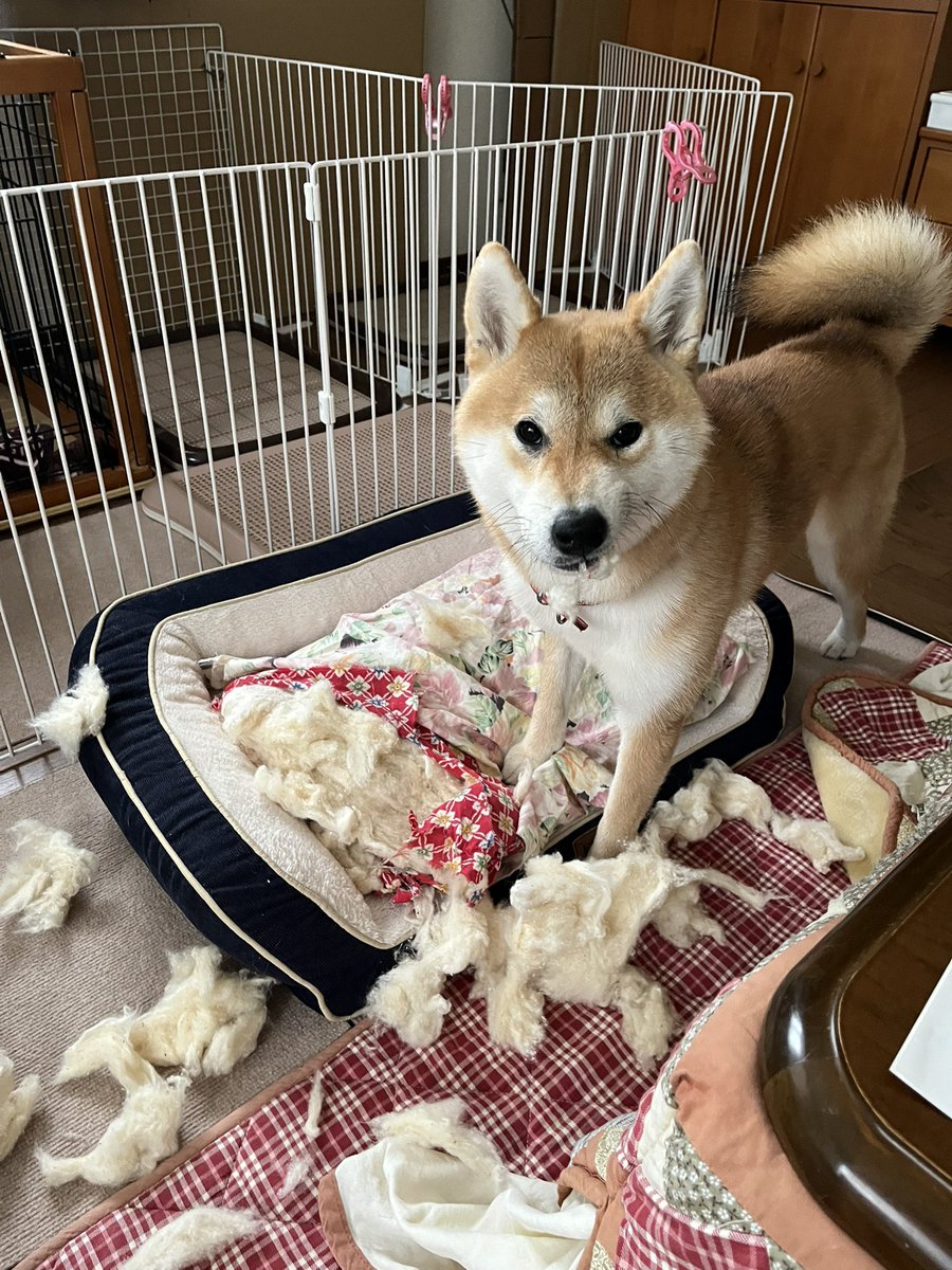 しばけん ばれたところで終了でーす。