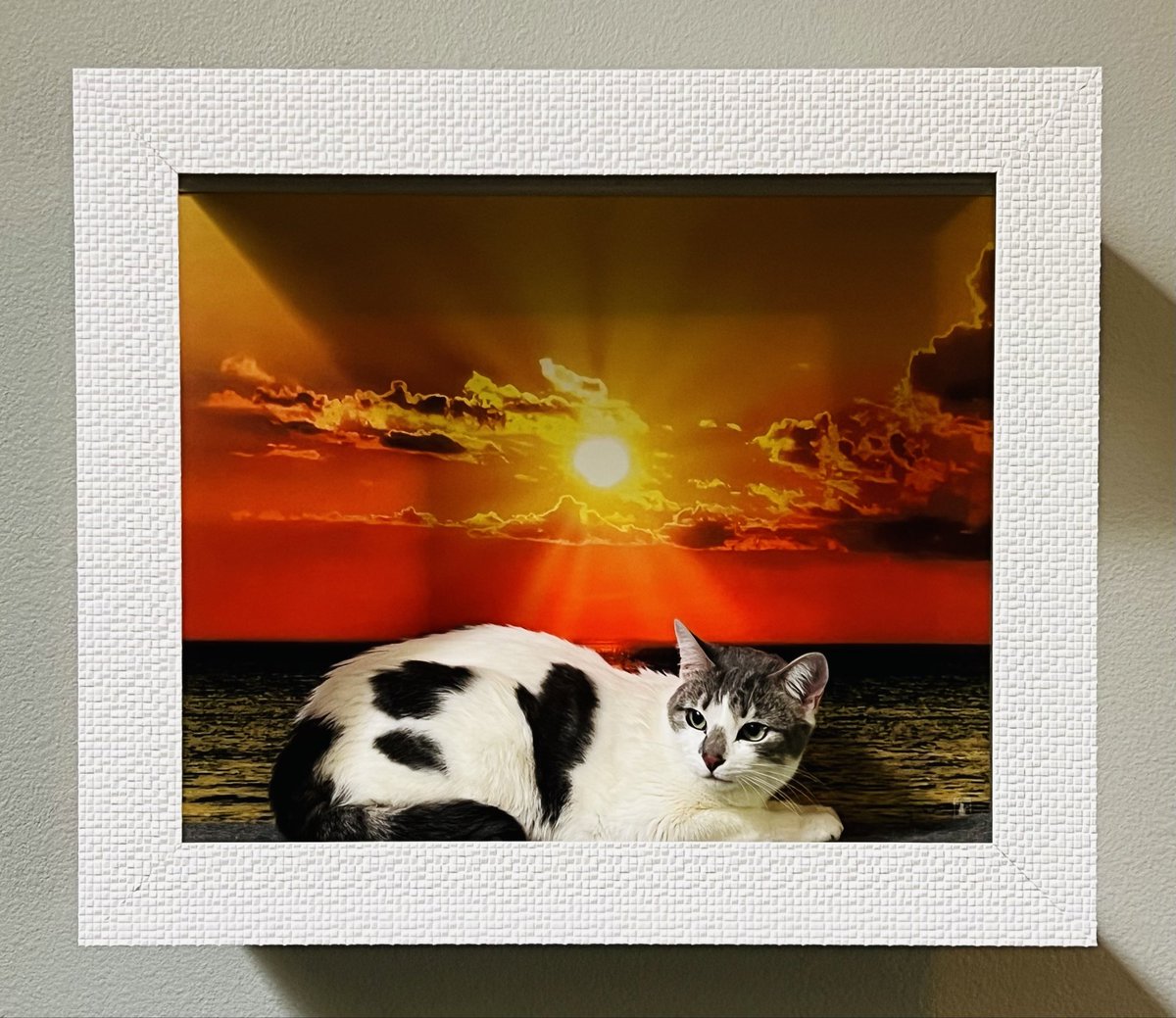 Frame Your Feline tweet media