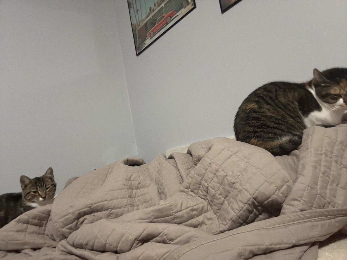 blossumupdate's tweet photo. Blossum lying on my chest so jack jones lying on my feet https://t.co/3R6P9Kv41E