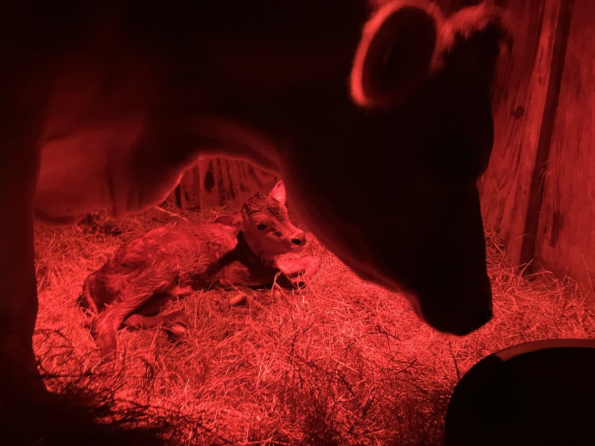 Why does my week keep going sideways? Cows. Jamie got milk fever. First time I’ve dealt with it and I was a bit rattled. Got drench in her and a bolus and transported to the vet school for treatment. Said her calcium was so low she shouldn’t be standing. Cows give me gray hairs.