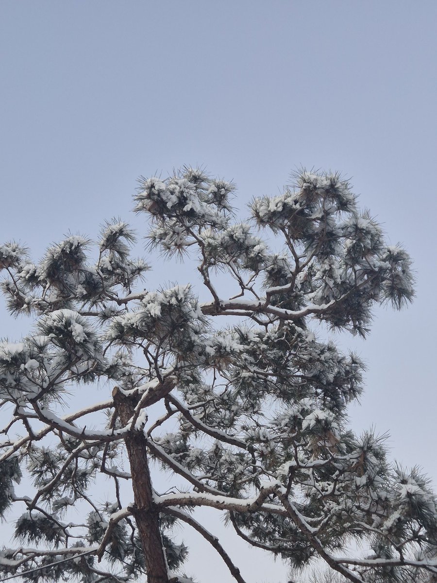 로지 (@rozy_sum) on Twitter photo 