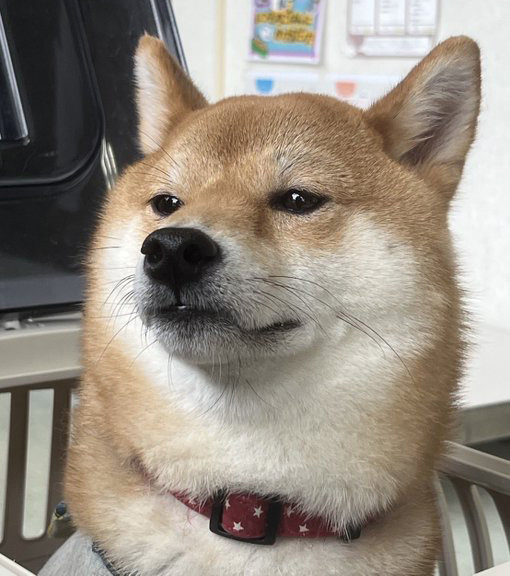 柴犬が好きすぎる＊シバ田 (@shiba_sukisugi) / Posts and Replies / X