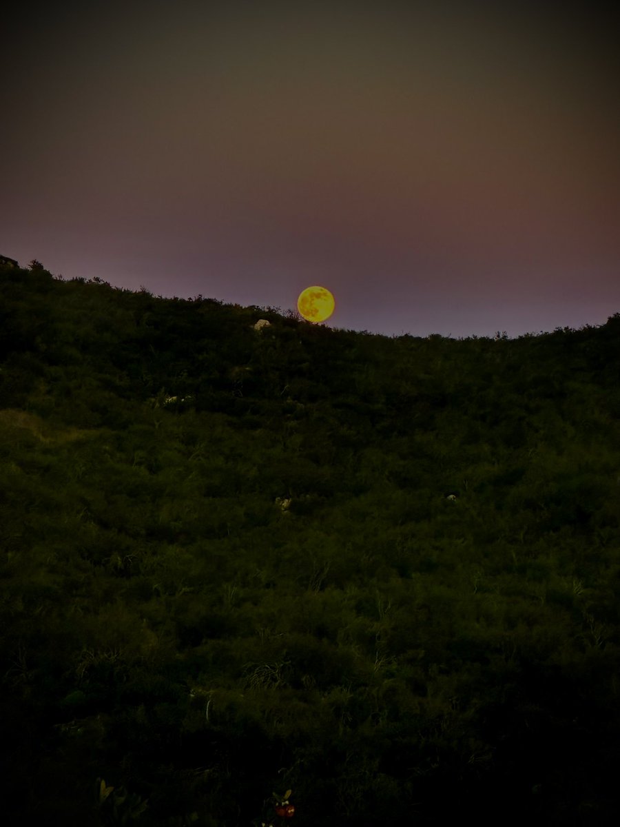 Brian Roemmele tweet media