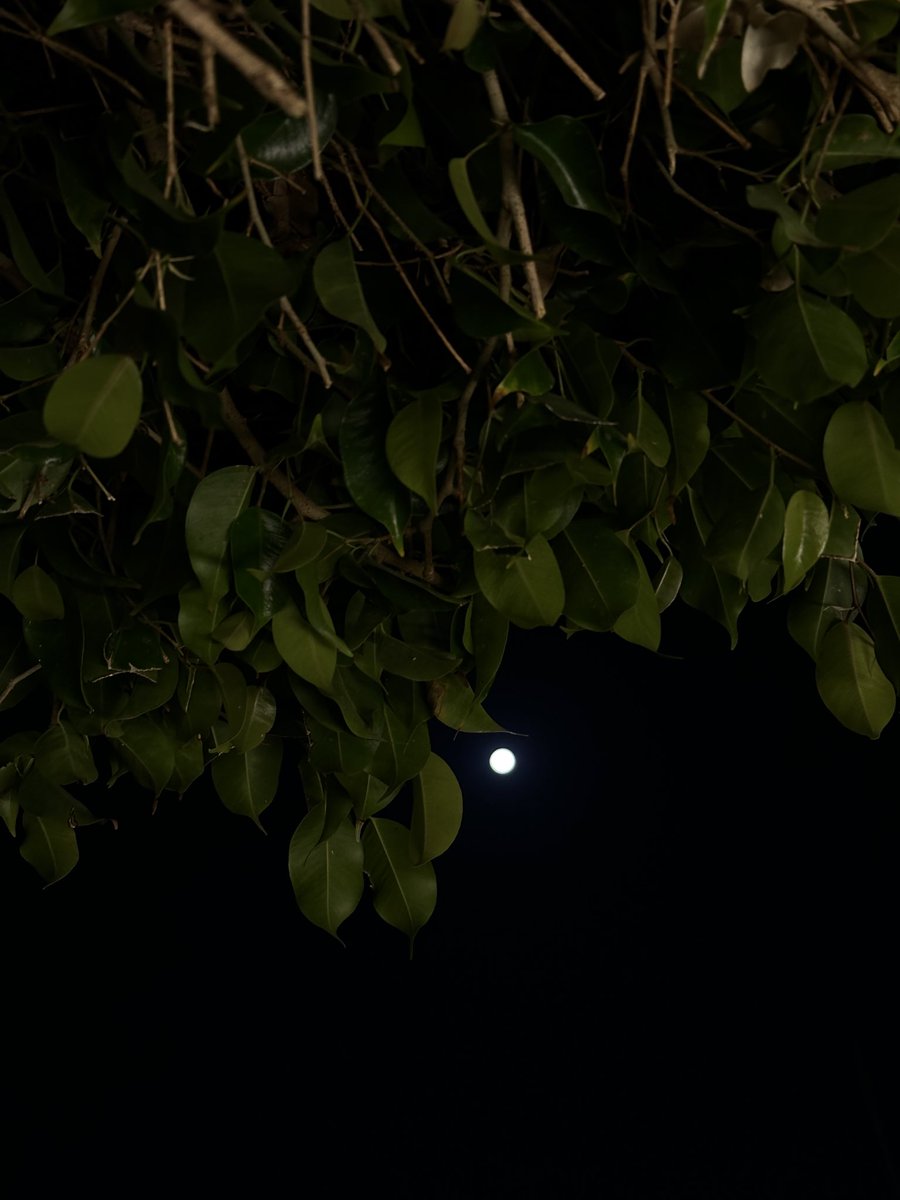 د. رشا عبدالله كليبي tweet media