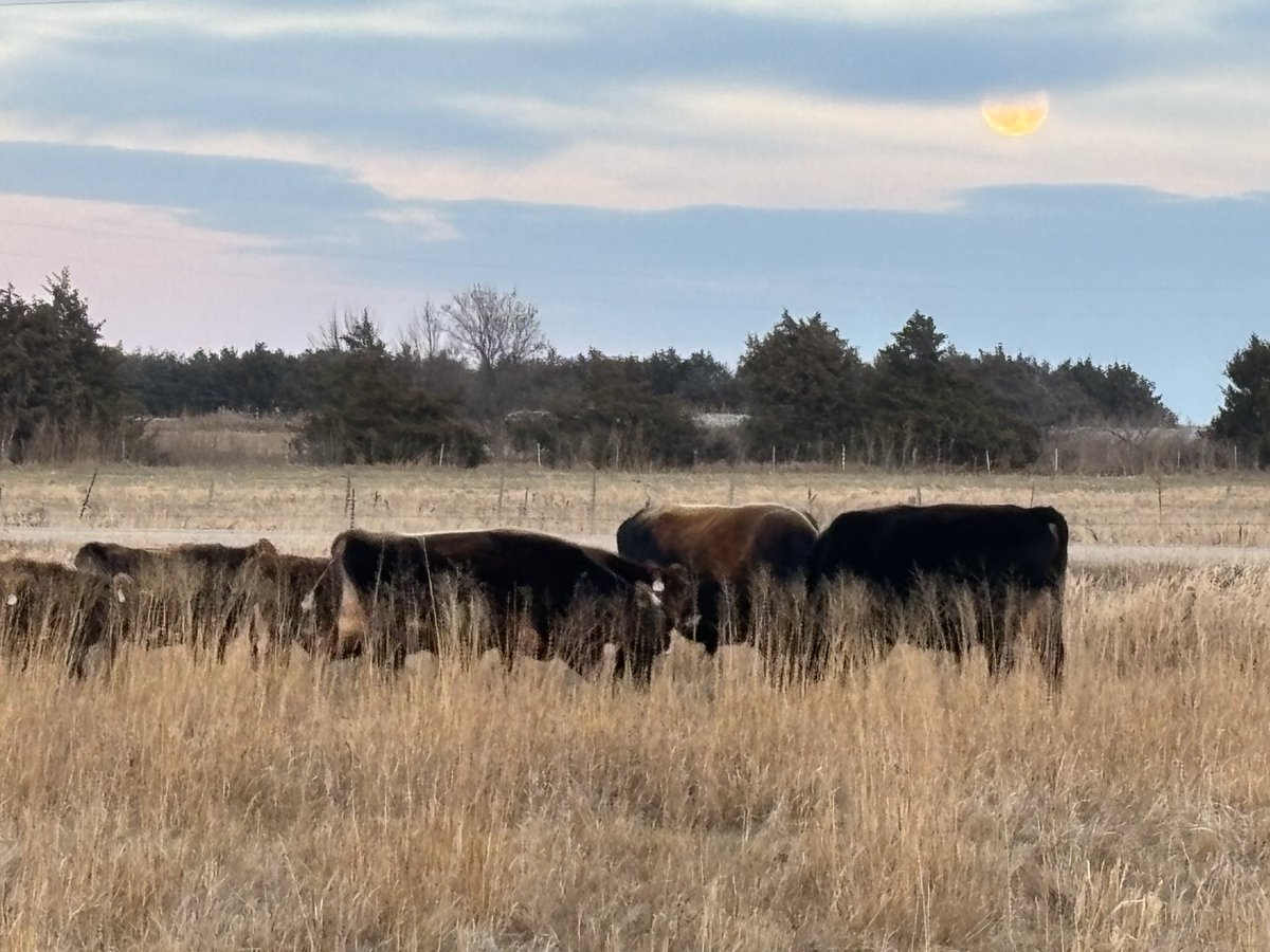 Ben Gotschall tweet media