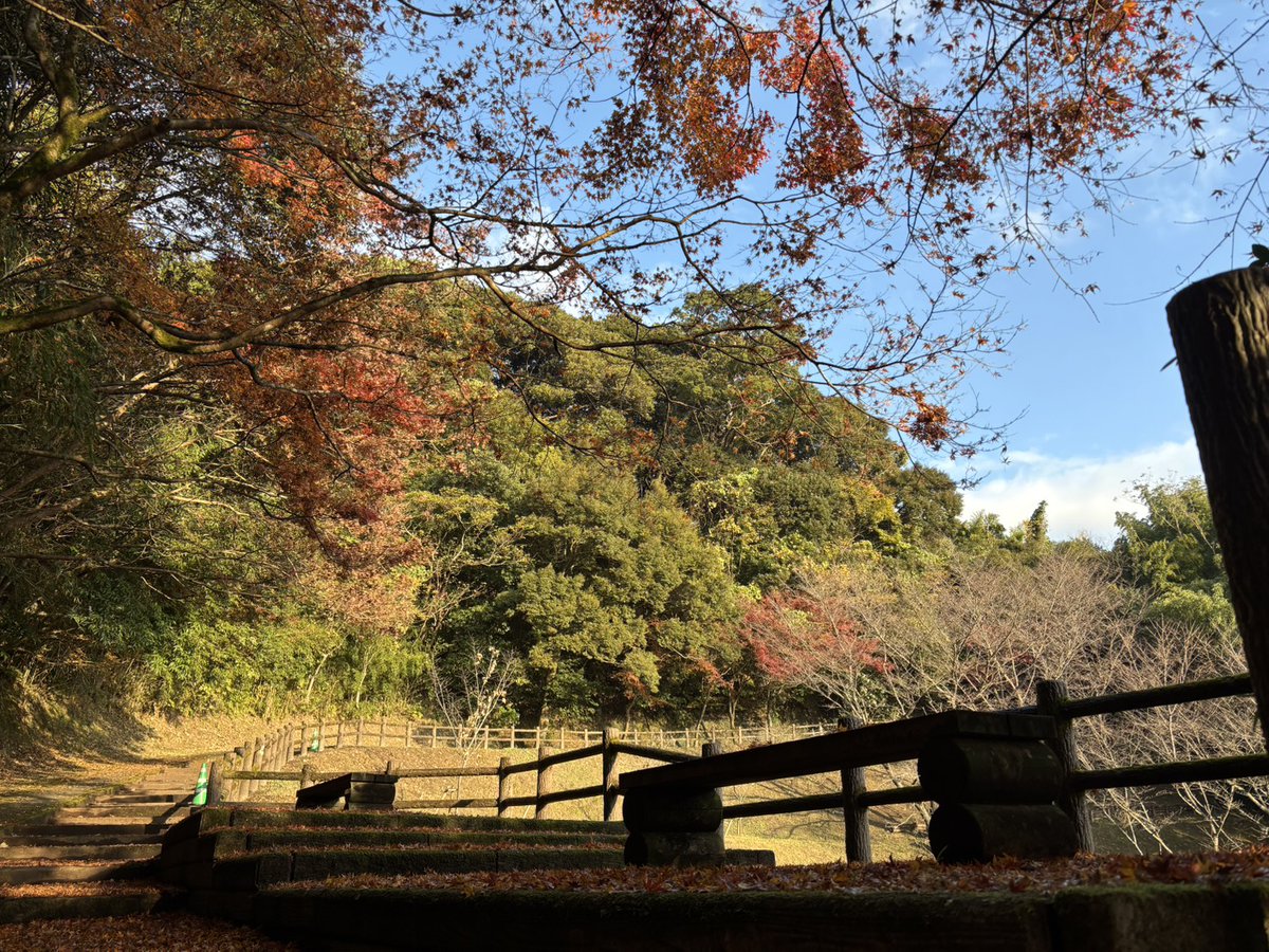 kenmori_park's tweet photo. こもれびの散歩道のモミジです🍁

#かごしま健康の森公園
#健森
#鹿児島市
#公園
#モミジ
#紅葉
#散歩 https://t.co/ij7meqxcQk