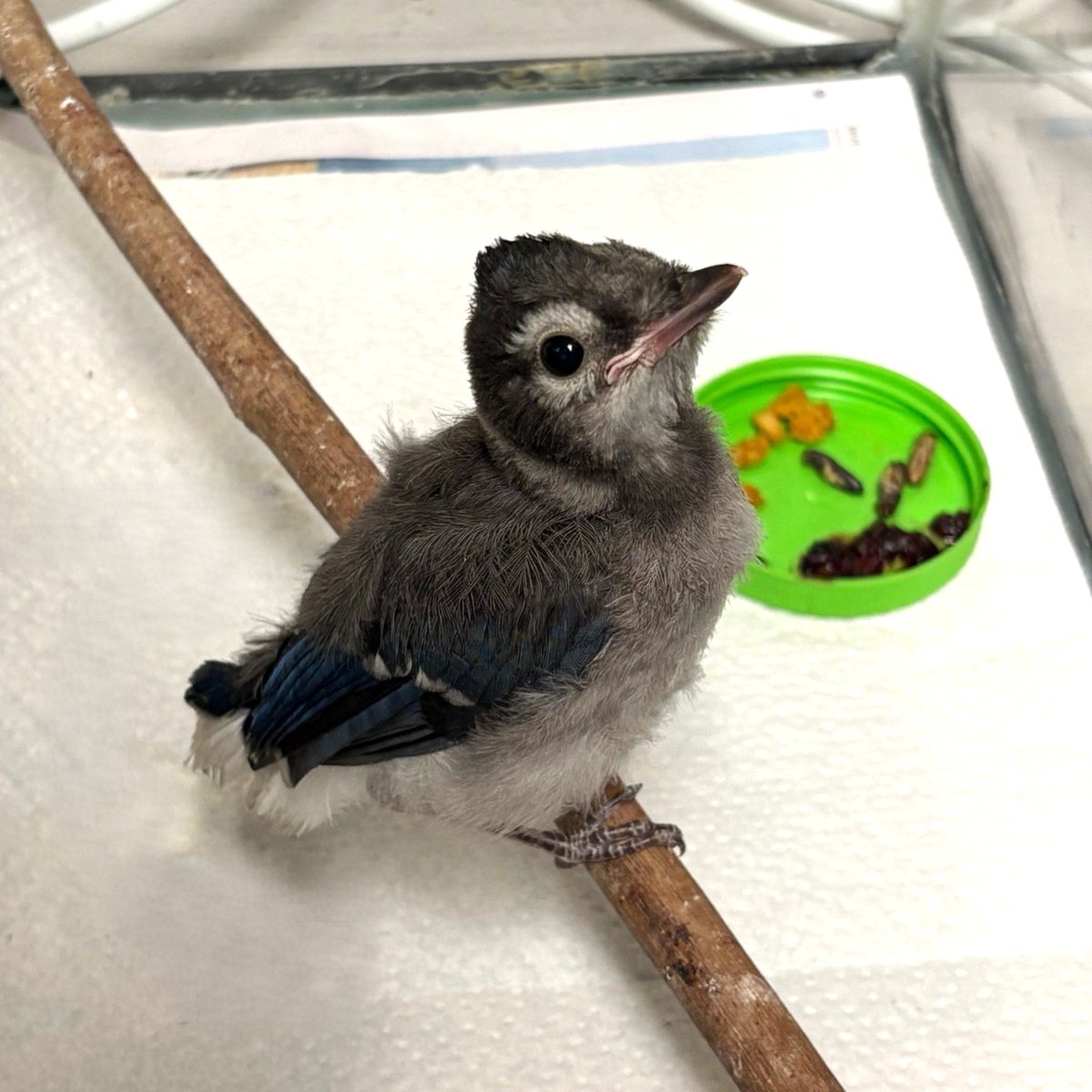 Blue jays are known for their remarkable ability to mimic the calls of hawks. They also play an important role in local ecosystems by caching acorns and nuts. Many of these stored seeds eventually grow into new trees, supporting healthier forest habitats. #BlueJay #NativeWildlife