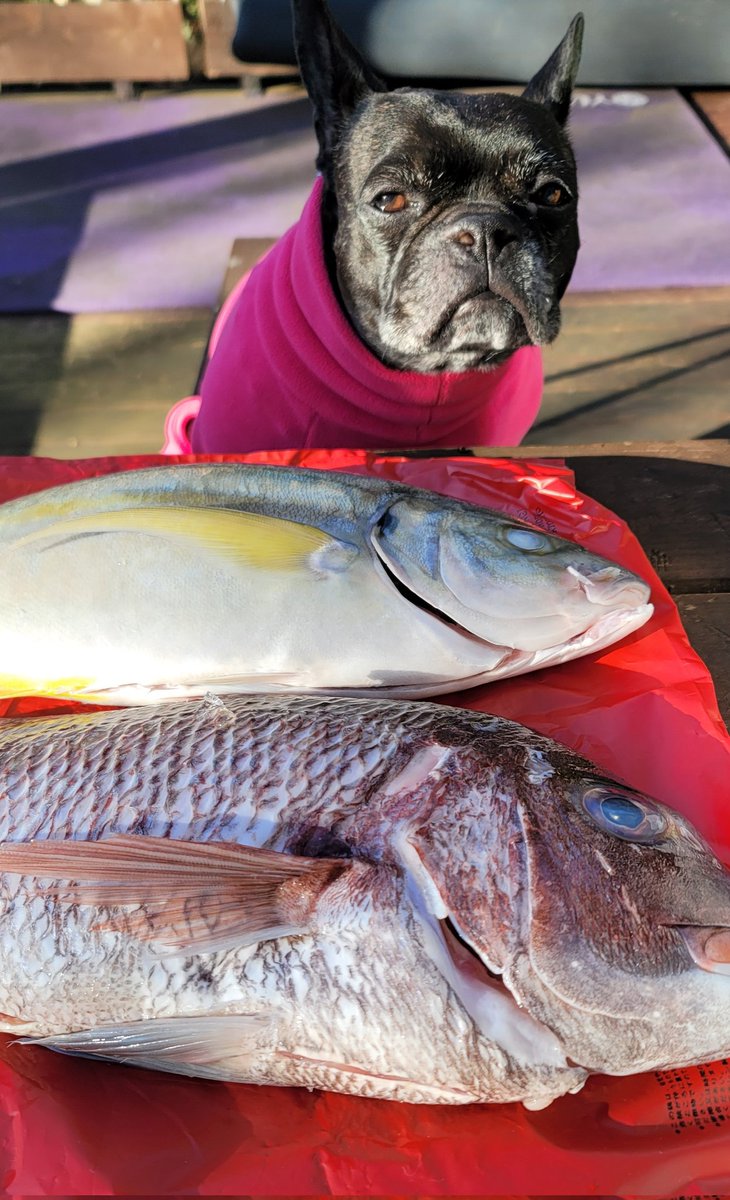 今日のパパしゃんの
釣り物は　
真鯛
シマアジ
ブリンドル　でしゅよ～💓♥️❤️～