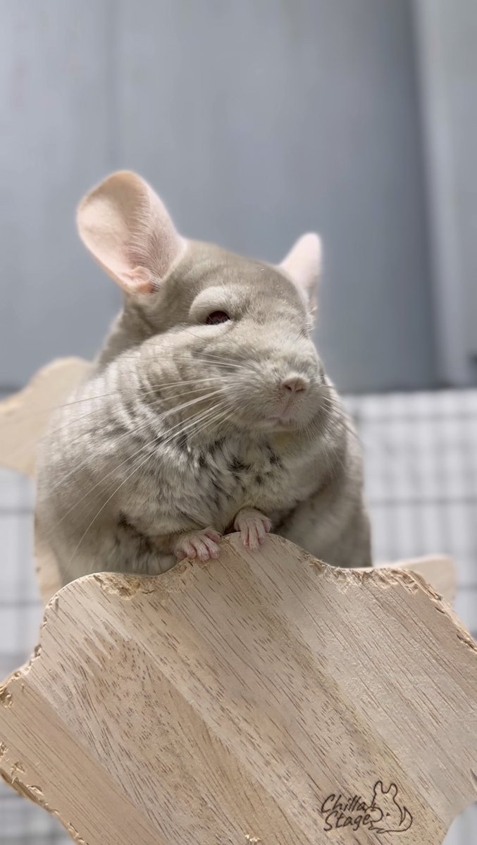 チンチラって神様が可愛さに全振りし過ぎた生き物だと思う💕🥺 可愛く