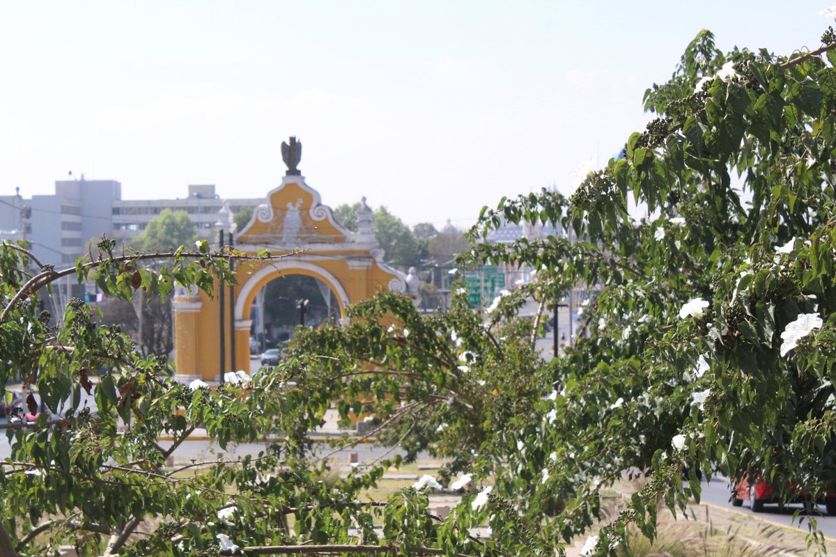 Casi enfrente de la nueva sede 
del Congreso del Estado de Puebla existe un pequeño bosque de cazahuates (Ipomoea pauciflora) también hay tronadoras con Agaves de varias especies,abejas carpinteras y meliferas.El cazahuate es de muchas flores muchos meses
