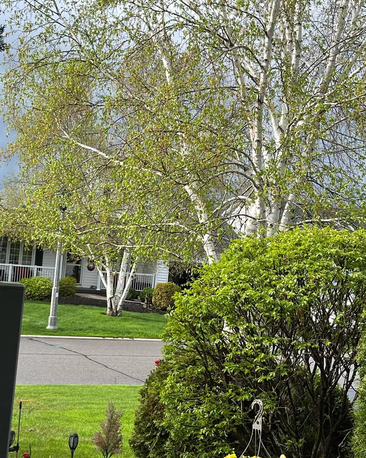 LoraLrish's tweet image. Breathe in the green, breathe out the stress 🌱💚
#NatureVibes #SpringDays #GreenEscape #FreshAirFeels